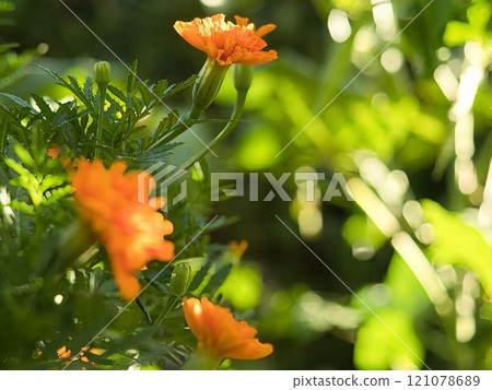 Marigolds blooming in the morning sun Marigolds blooming in the morning sun 121078689