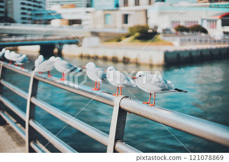 扶手上襯著黑頭鷗 121078869
