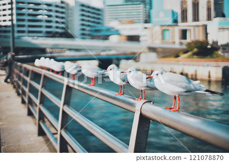 Black-headed gull lining the handrail Black-headed gull lining the handrail 121078870