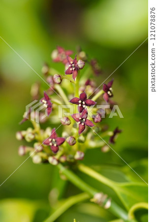 Male flower of Aoki 121078876