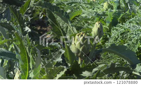 Artichoke swaying in the breeze in vegetable garden 121078880