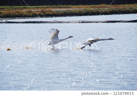 A swan glides over the water and takes off. 121079015