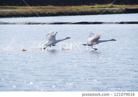 A swan glides over the water and takes off. 121079016