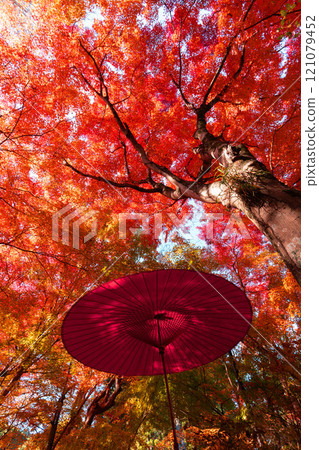 Momiji stained red Momiji stained red 121079452