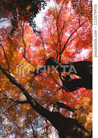 Momiji stained red Momiji stained red 121079458