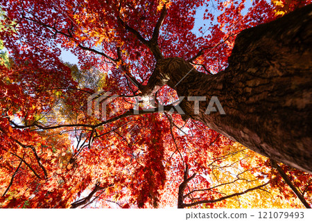 Momiji染紅了 121079493