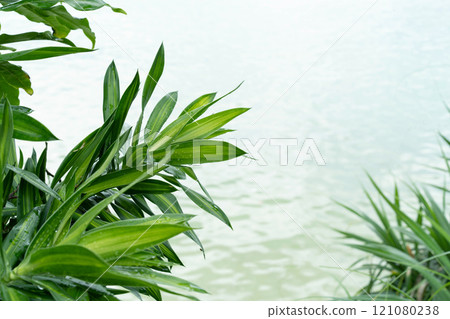 Soft green palm leaves border a tranquil sea view, enhancing the lush tropical landscape. Soft green palm leaves border a tranquil sea view, enhancing the lush tropical landscape. 121080238