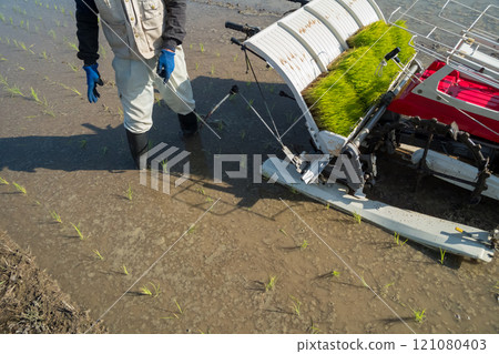 rice planting, seeding, rice transplanter 121080403