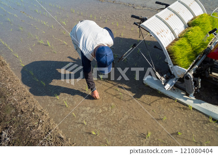 rice planting, seeding, rice transplanter 121080404
