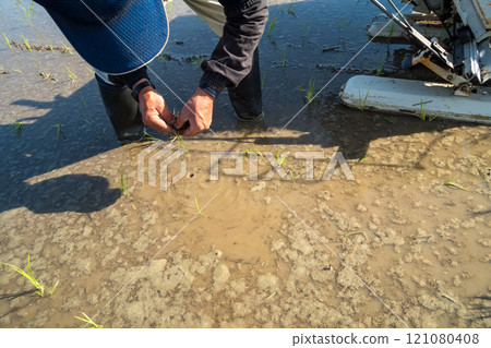 水稻種植 下種 播種 121080408