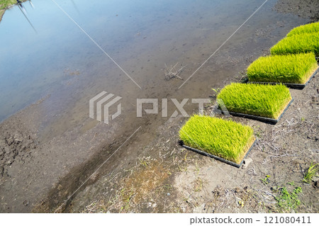 paddy field, rice field, paddy 121080411