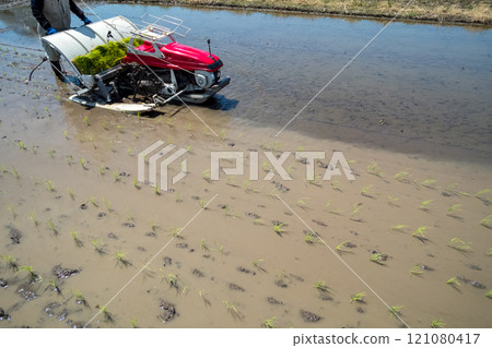rice planting, farmer, farmhouse 121080417