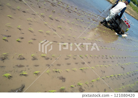 rice planting, farmer, farmhouse 121080420