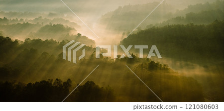 Aerial view of light rays through trees in the morning, golden tones. Aerial view of light rays through trees in the morning, golden tones. 121080603