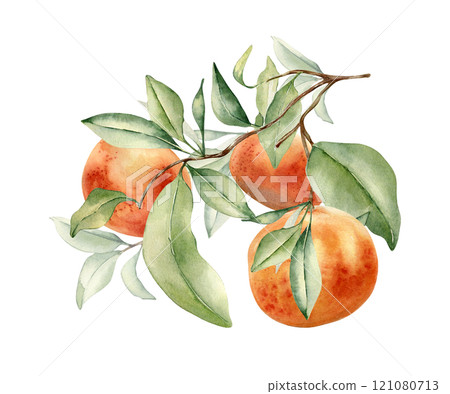 Grapefruit tree leafy sprig watercolor illustration isolated. Branch of Citrus fruit hand drawn. Botanical art various leaves of citrus paradisi. Orange fruit stem painted . Red ripe fruit cluster. 121080713