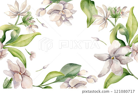 Jasmine flowers border in pastel watercolor botanical sketch isolated. Frame of white floral plants hand drawn. Bloom camellia and foliage painted for design package, template invitation, stationery. 121080717