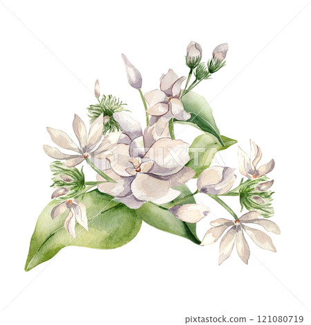 Watercolor jasmine flowers illustration isolated on white. Floral composition in pale pink tones in botanical style hand drawn. Bloom of jasmine on leaves painted for design label, package, wedding 121080719