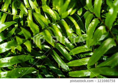 Lush green leaves add texture and depth to a vibrant tropical ecosystem. Lush green leaves add texture and depth to a vibrant tropical ecosystem. 121080758