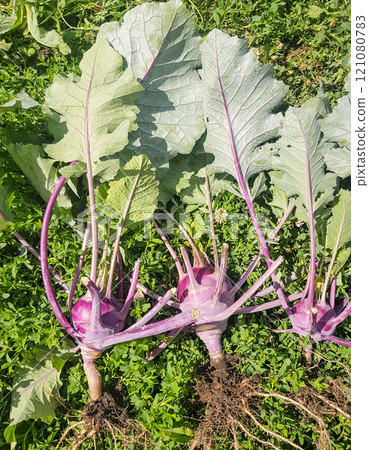 The harvest of kohlrabi cabbage in the garden, three vegetables lying on the grass, torn from the soil with roots 121080783