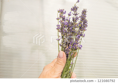 A woman's hand holds a romantic bouquet of purple lavender on a white background 121080792