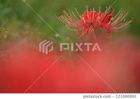 閃爍著晨露的簇孤挺花特寫 121080891