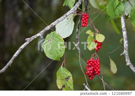 Bright red fruit of autumn: Korean Schisandra Bright red fruit of autumn: Korean Schisandra 121080997