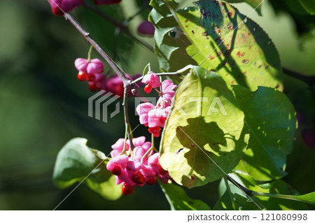 Pink Mayumi fruit 121080998