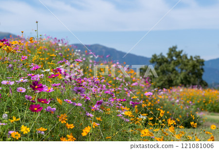 Flowers Flowers 121081006