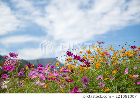 Flowers Flowers 121081007