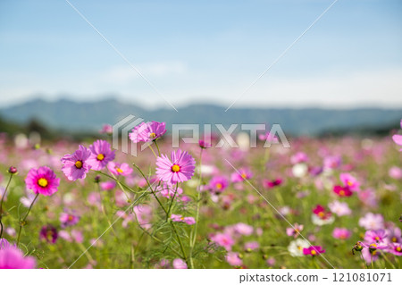 Flowers Flowers 121081071