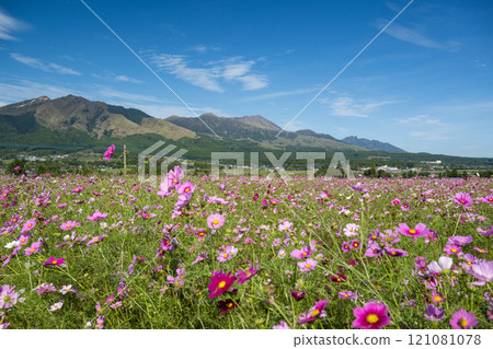 Flowers 121081078
