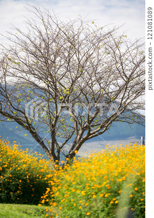 Flowers Flowers 121081089