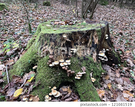 Beautiful forest stump with vegetation and mushrooms. Forest background, northern nature. Beautiful forest stump with vegetation and mushrooms. Forest background, northern nature. 121081519