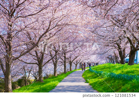 Okawazu Canal Cherry Blossom Tree Line Okawazu Canal Cherry Blossom Tree Line 121081534