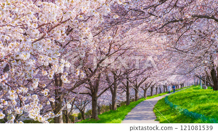 Okawazu Canal Cherry Blossom Tree Line 121081539
