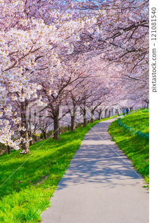 Okawazu Canal Cherry Blossom Tree Line Okawazu Canal Cherry Blossom Tree Line 121081540