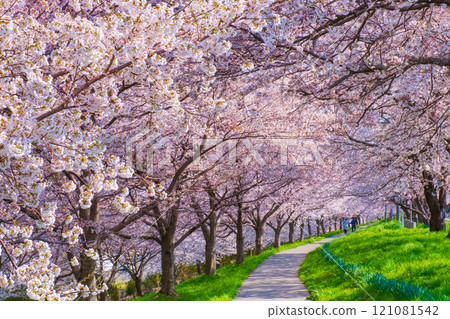 Okawazu Canal Cherry Blossom Tree Line Okawazu Canal Cherry Blossom Tree Line 121081542