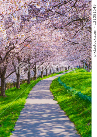 Okawazu Canal Cherry Blossom Tree Line 121081549