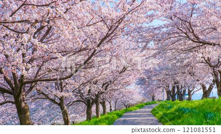Okawazu Canal Cherry Blossom Tree Line 121081551