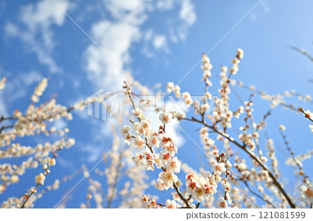 White plum blossoms and white clouds blooming high into the sky 121081599