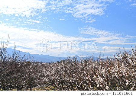 Refreshing white plum blossoms in bloom at Soga Plum Grove Refreshing white plum blossoms in bloom at Soga Plum Grove 121081601