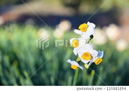 Daffodil flowers bathed in warm sunlight 121081854