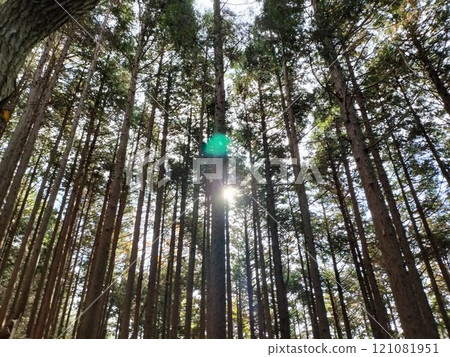 A cedar forest surrounded by cedar trees 121081951