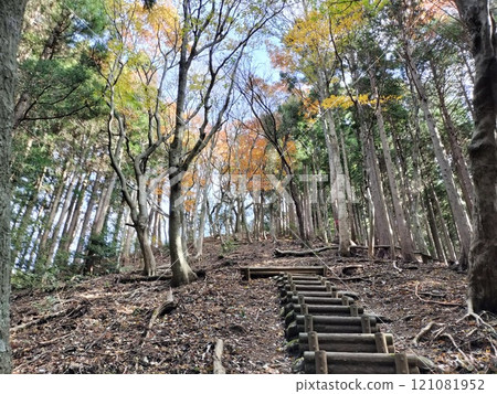 A cedar forest surrounded by cedar trees 121081952