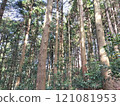 A cedar forest surrounded by cedar trees 121081953