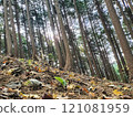 A cedar forest surrounded by cedar trees 121081959