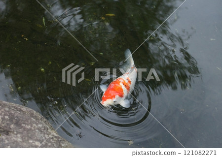 Carp of a pond 121082271