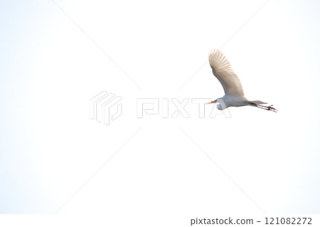 Fly Daisuke 121082272