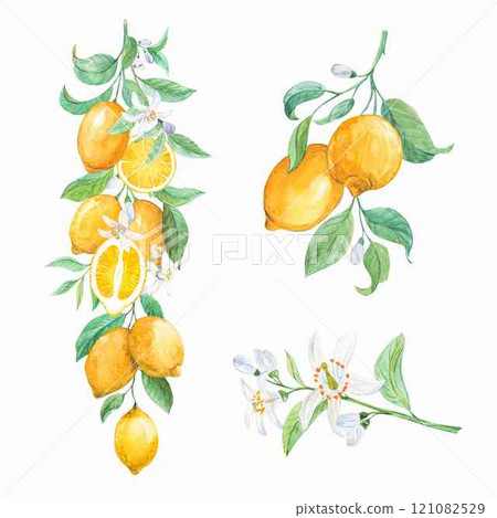 A set of watercolor illustrations of lemons. Hand-painted ripe lemons on a tree branch with green leaves on a white background. Clipart for packaging design, labels, invitations in vintage style. A set of watercolor illustrations of lemons. Hand-painted ripe lemons on a tree branch with green leaves on a white background. Clipart for packaging design, labels, invitations in vintage style. 121082529
