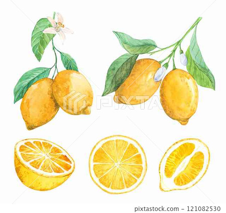 A set of watercolor illustrations of lemons. Hand-painted ripe lemons on a tree branch with green leaves on a white background. Clipart for packaging design, labels, invitations in vintage style. A set of watercolor illustrations of lemons. Hand-painted ripe lemons on a tree branch with green leaves on a white background. Clipart for packaging design, labels, invitations in vintage style. 121082530